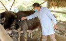 Bài tuyên truyền về tiêm phòng vác xin cho đàn gia súc, gia cầm và phòng dại cho đàn chó