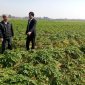 Hiệu quả bước đầu trong sản xuất khoai tây theo mô hình sản xuất gắn với liên kết tiêu thụ nông sản trên địa bàn huyện  Hoằng Hóa