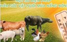 MỘT SỐ BIỆN PHÁP CHĂM SÓC VẬT NUÔI TRONG MÙA NẮNG NÓNG