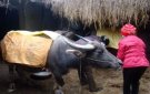 Một số biện pháp phòng chống rét cho đàn gia súc, gia cầm