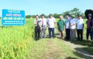 UBND HUYỆN THỌ XUÂN: SƠ KẾT MÔ HÌNH SẢN XUẤT LÚA HỮU CƠ