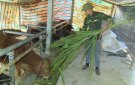 HƯỚNG DẪN CÁC BIỆN PHÁP PHÒNG, CHỐNG ĐÓI, RÉT, DỊCH BỆNH CHO ĐÀN GIA SÚC , GIA CẦM VÀ THỦY SẢN